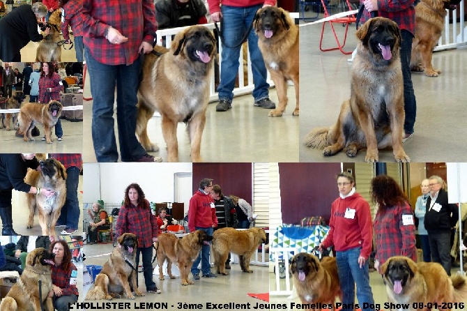 Des Songes Du Clan Des Loups - L'Hollister au Paris Dog Show