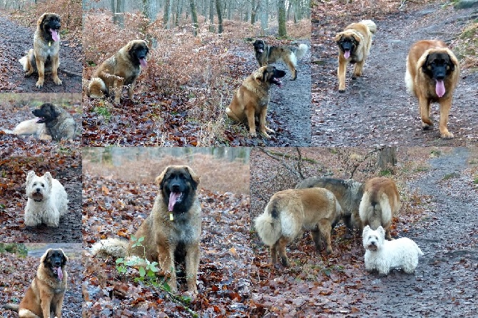 Des Songes Du Clan Des Loups - Promenade en forêt de Fontainebleau