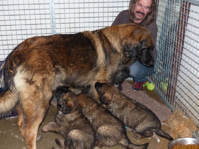 Des Songes Du Clan Des Loups - Visite à Habby et ses bébés