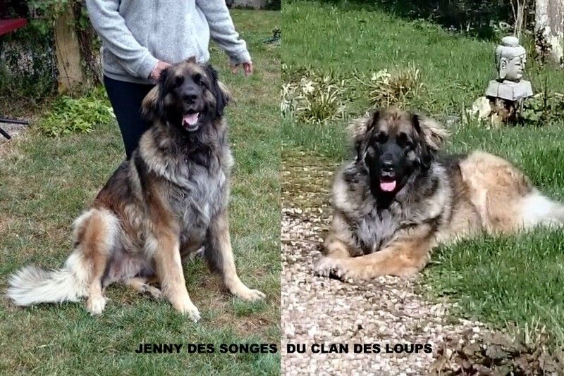 Des Songes Du Clan Des Loups - Jenny des Songes du Clan des Loups