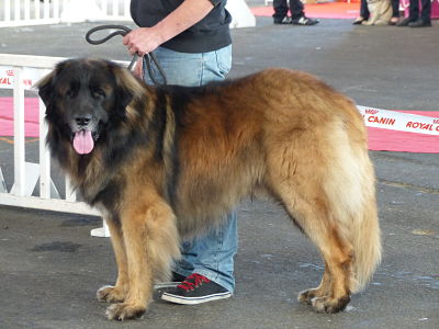 Des Songes Du Clan Des Loups - Expo de Poitiers du 20-10-2013