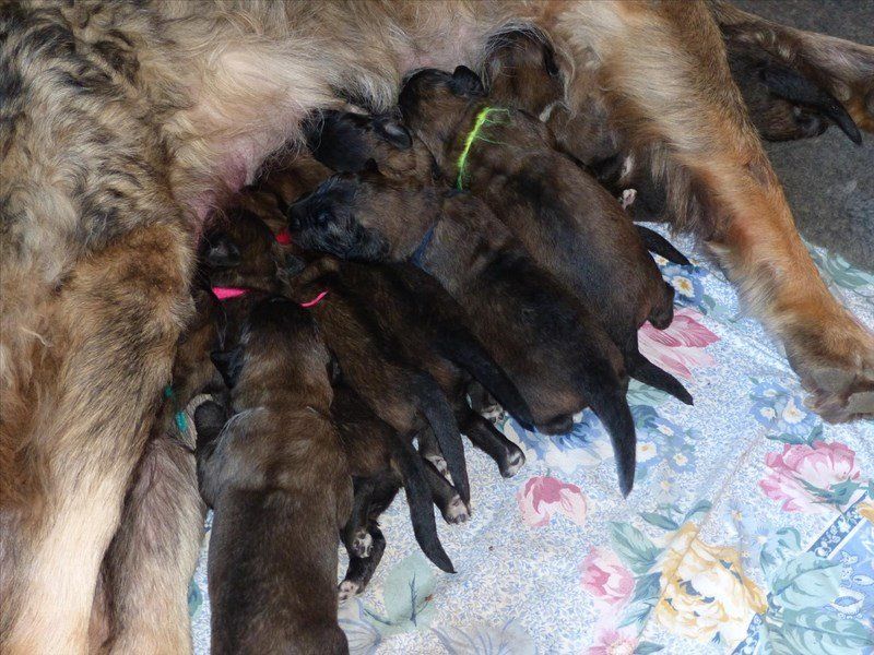 Des Songes Du Clan Des Loups - Joyeux Anniversaire aux Bébés Winter