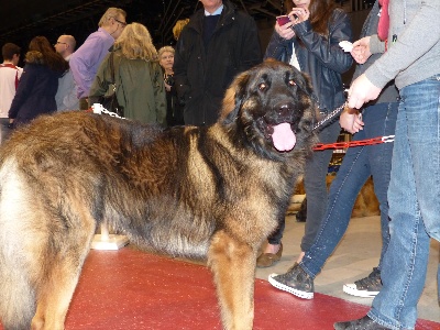 Des Songes Du Clan Des Loups - Première expo pour Hélios