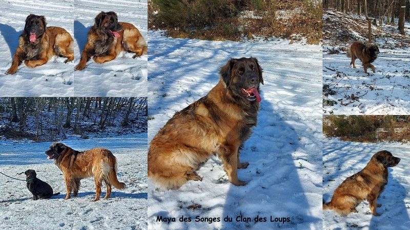 Des Songes Du Clan Des Loups - Ma jolie Maya dans la neige