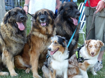 Des Songes Du Clan Des Loups - Photo de groupe à Chalette