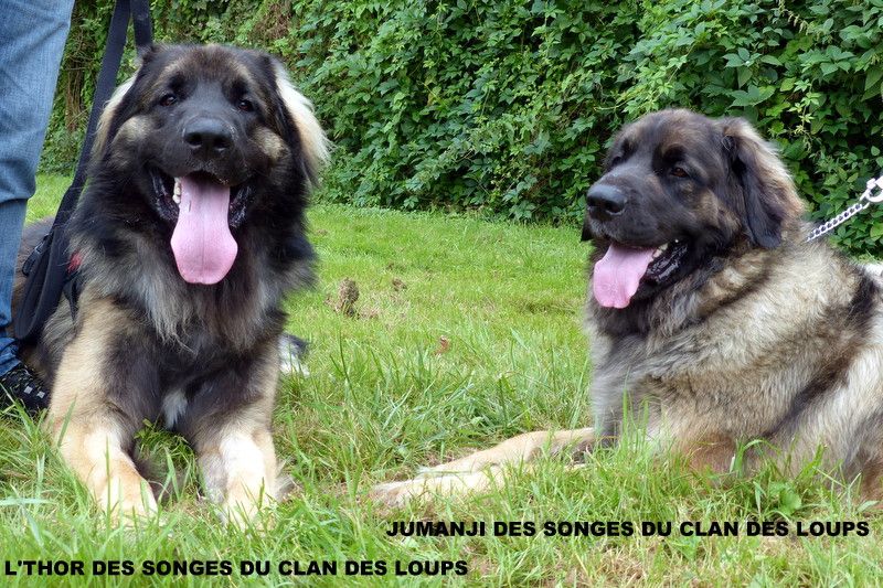 Des Songes Du Clan Des Loups - Rencontre entre frère et soeur