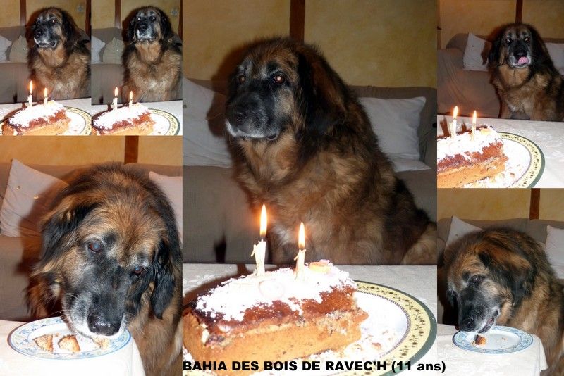 Des Songes Du Clan Des Loups - Bahia et son gâteau d'anniversaire