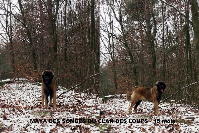 Des Songes Du Clan Des Loups - Maya des Songes du Clan des Loups - 15 mois