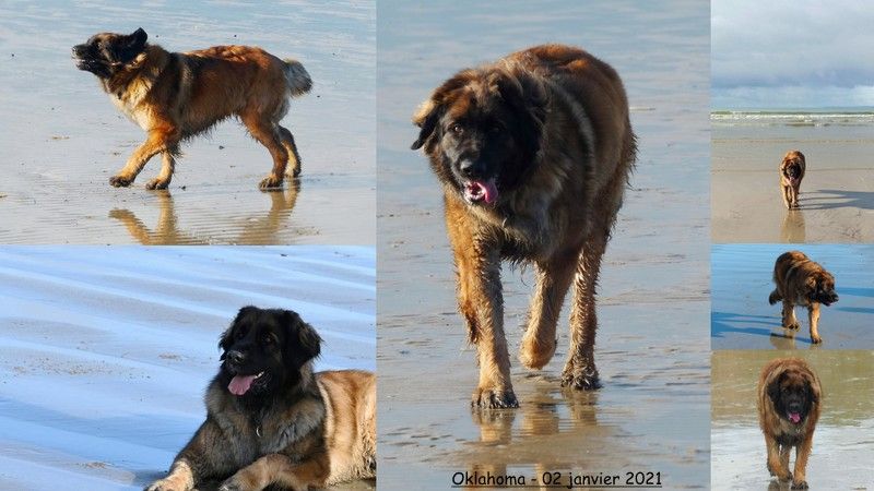 Des Songes Du Clan Des Loups - Oklahoma à la plage