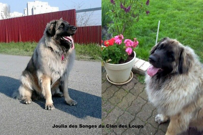 Des Songes Du Clan Des Loups - Joulia des Songes du Clan des Loups