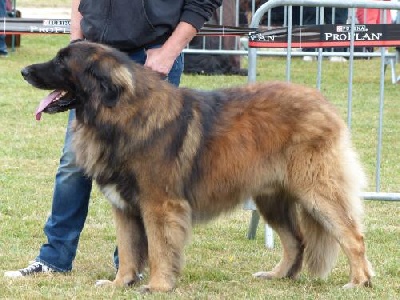 Des Songes Du Clan Des Loups - Finndji à Romorantin