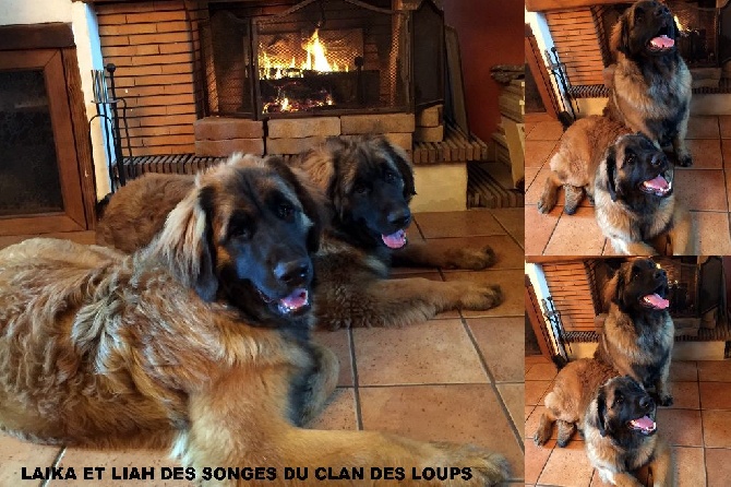 Des Songes Du Clan Des Loups - Au coin du feu