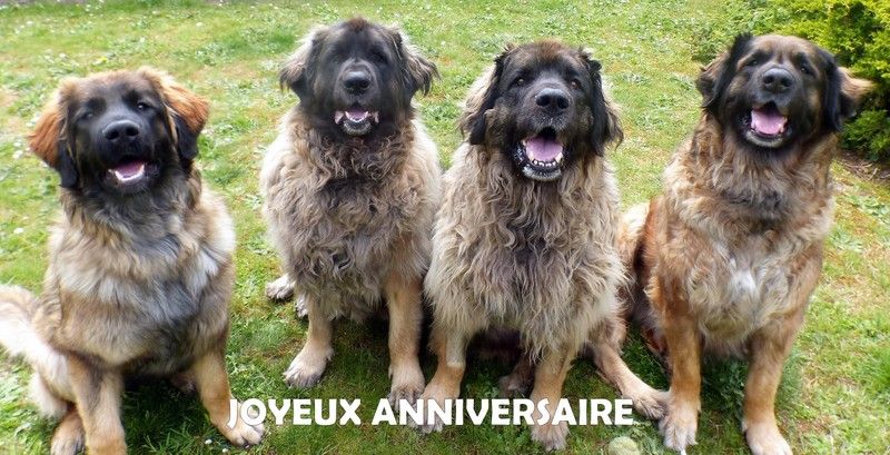 Des Songes Du Clan Des Loups - Joyeux Anniversaire aux Bébés Winners