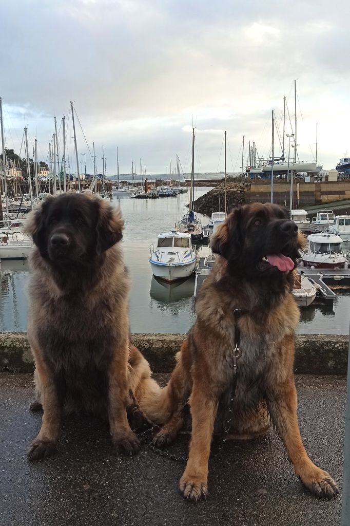 Des Songes Du Clan Des Loups - Port de Douarnenez