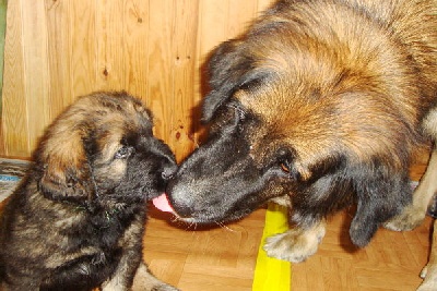 Des Songes Du Clan Des Loups - Moment de Tendresse