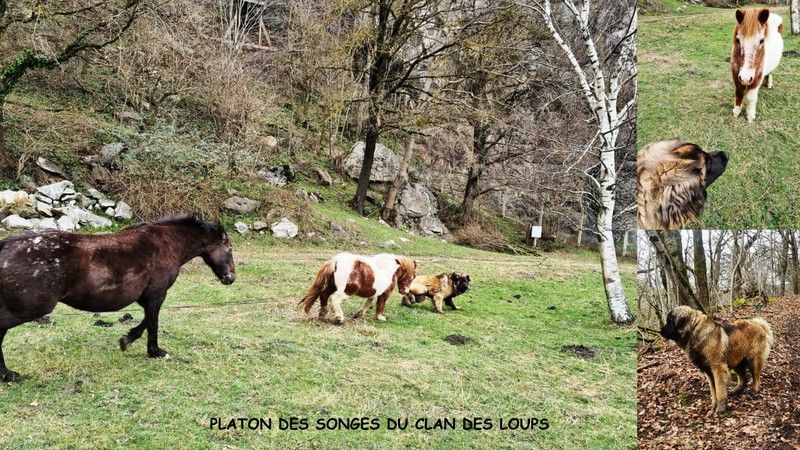 Des Songes Du Clan Des Loups - Platon et les chevaux