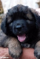 Des Songes Du Clan Des Loups - Leonberger - Portée née le 17/05/2015