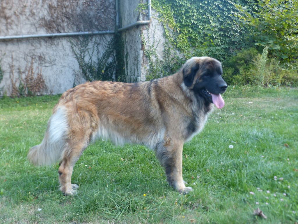 Mam'zelle maÏka Des Songes Du Clan Des Loups