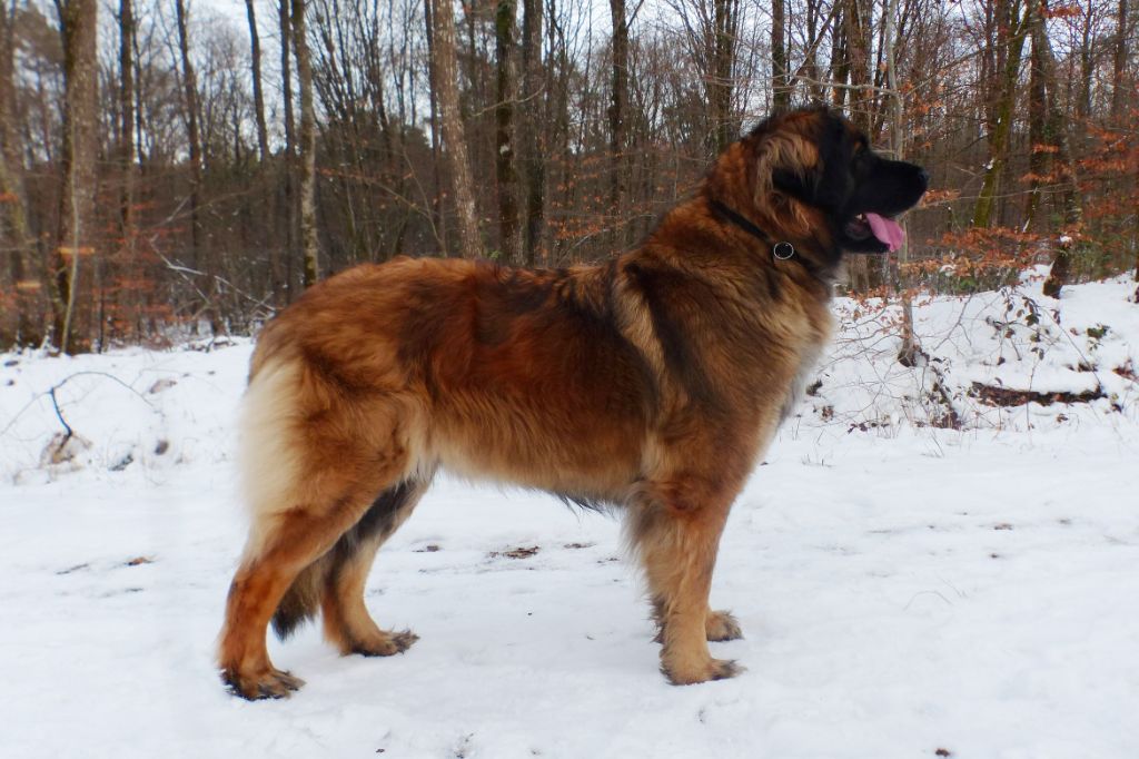 Oklahoma ozzy Des Songes Du Clan Des Loups