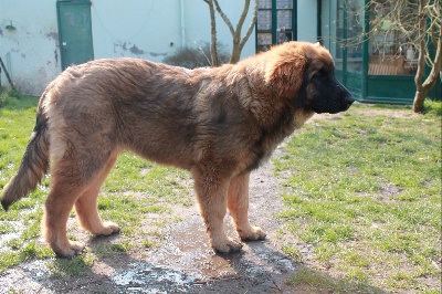 Des Songes Du Clan Des Loups - Halic