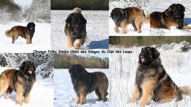 Des Songes Du Clan Des Loups - Okamun et la neige en Bretagne