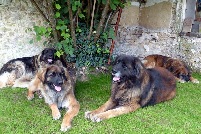 Des Songes Du Clan Des Loups - Mes 4 Nounours