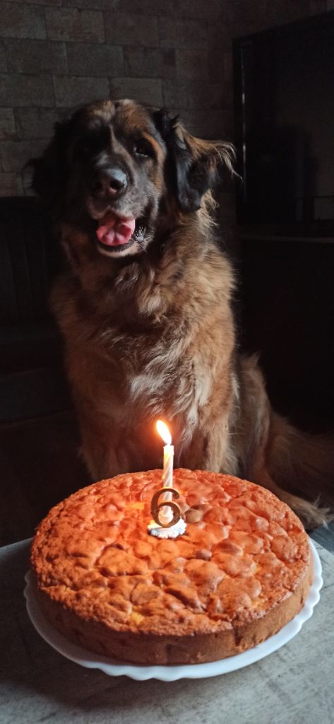 Des Songes Du Clan Des Loups - L'Holli et son gâteau d'anniversaire