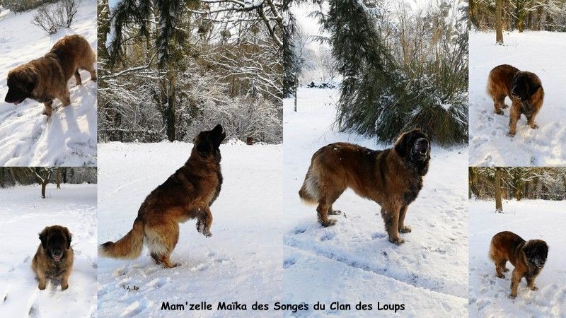 Des Songes Du Clan Des Loups - Mam'zelle Maïka dans la neige