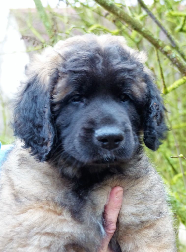 Des Songes Du Clan Des Loups - Leonberger - Portée née le 28/10/2018