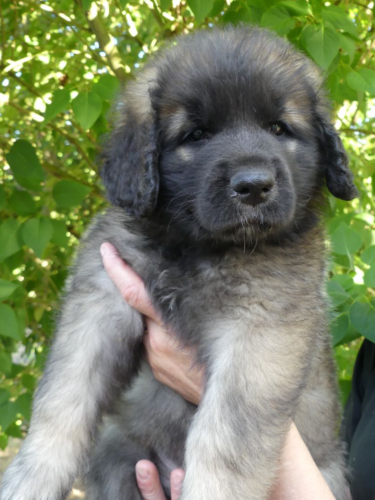 Des Songes Du Clan Des Loups - Leonberger - Portée née le 07/05/2023