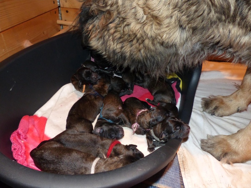 Des Songes Du Clan Des Loups - Leonberger - Portée née le 07/02/2014